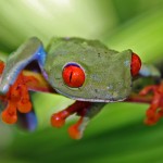 frog in costa rica