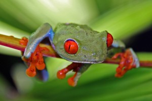 frog in costa rica